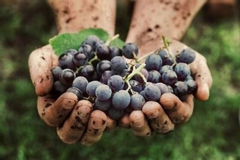 Close-up of hands holding freshly harvested dark wine grapes in a vineyard.