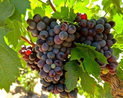 Close-up of ripe dark purple and red winegrapes on vine with green leaves in Lodi, California.