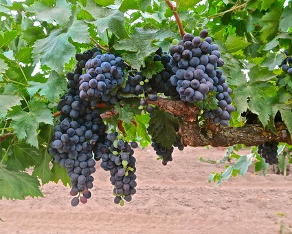 Close-up of ripe dark purple winegrapes hanging on a vine in Lodi wine country.