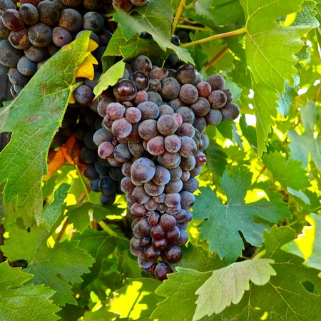 Close-up of ripe dark purple wine grapes hanging on the vine with green leaves in Lodi, California.