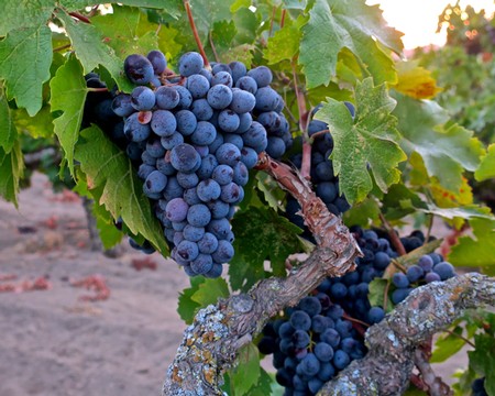 Close-up of ripe dark purple wine grapes on the vine in Lodi, California.