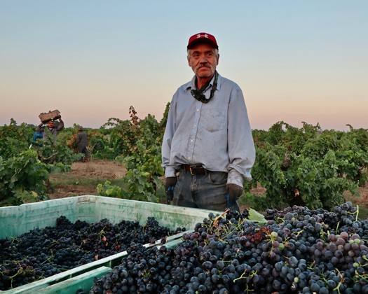 Man in vineyard with harvested grapes, Lodi Winegrape Commission, California.
