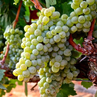 Close-up of a ripe green winegrape cluster on the vine in Lodi, California, ready for harvest.