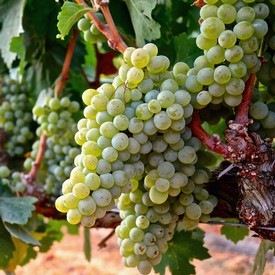 Close-up of a green winegrape cluster growing on a vine in Lodi, California.
