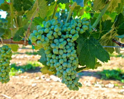 Close-up of a green winegrape cluster hanging from a vine in Lodi, California.