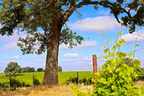 Vineyard with lush grapevines, large tree, and blue sky in Lodi wine region.