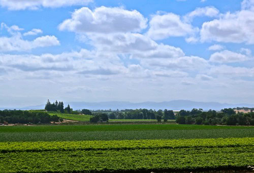 Scenic view of Lodi winegrape vineyards under a partly cloudy sky in California.