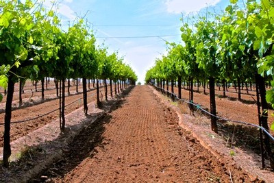 Lodi Winegrape vineyard with lush green vines and clear blue sky, showcasing premium grape growing in California.