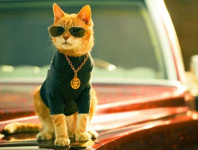 Charming orange cat wearing sunglasses, a sweater, and a gold chain, sitting on a car hood.