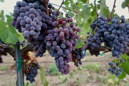 Close-up of ripe purple winegrapes hanging on the vine in a Lodi vineyard.