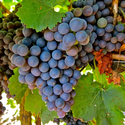 Close-up of ripe purple wine grapes on the vine with green leaves in Lodi, California.