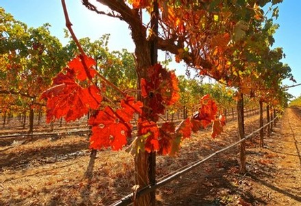 Vineyard with red and orange grape leaves in Lodi, California during fall season.