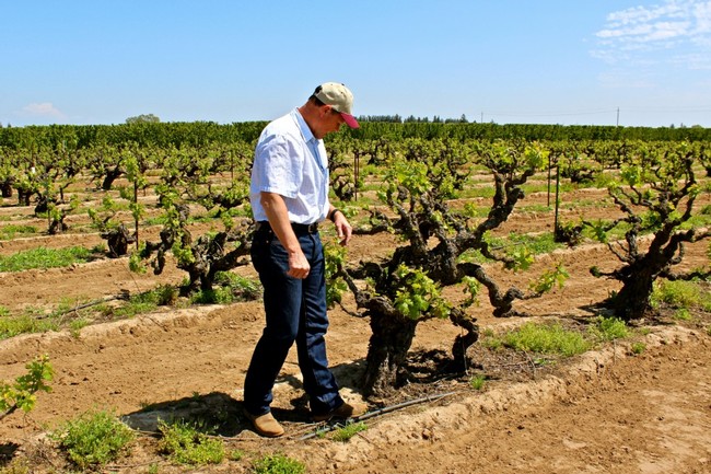 Man inspecting grapevines in a Lodi vineyard during daytime with clear sky.