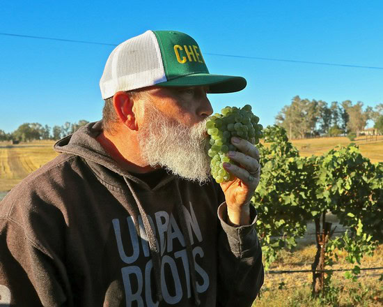 Lodi winegrower tasting green grapes in a vineyard with blue sky background.