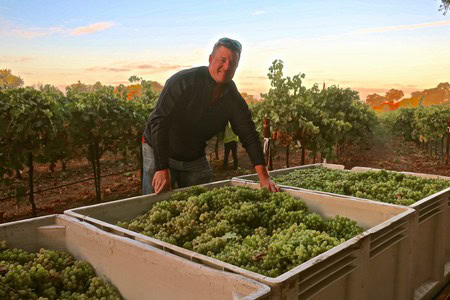 Man harvesting grapes in a vineyard during sunset for Lodi Winegrape Commission.