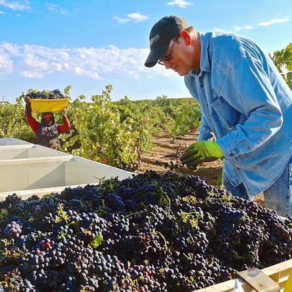 Vineyard worker harvesting ripe grapes in Lodi wine region with a worker in the background carrying a basket.