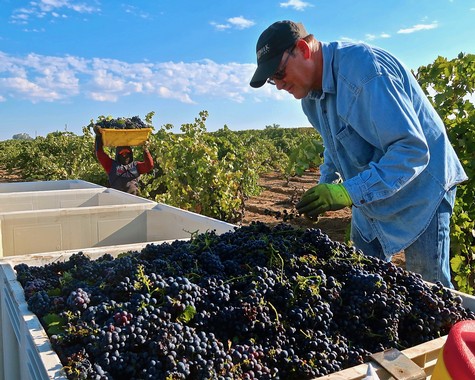 Farmer harvesting ripe grapes in Lodi vineyard during sunny day for wine production.