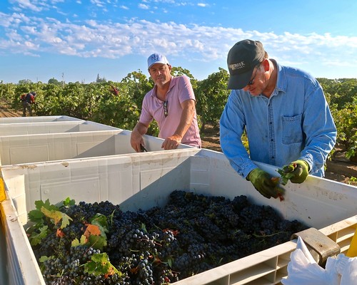 Two workers harvesting grapes in a vineyard during daytime, with clear skies and lush green vines.