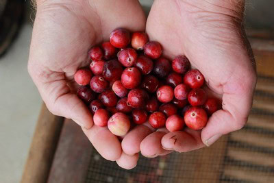 Close-up of hands holding freshly picked red wine grapes for Lodi wine production.