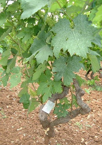 Close-up of a grapevine with green leaves and a gnarled trunk in a vineyard setting.