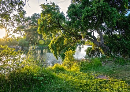 Lodi Winegrape vineyard with lush trees and a river at sunset, showcasing California's wine-growing region.