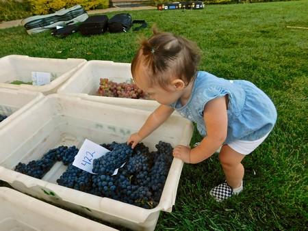 Young girl picking grapes from a white container at a vineyard event in Lodi, California.