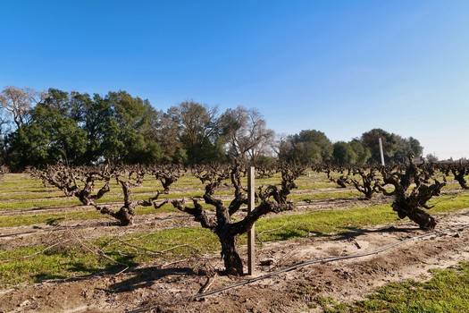 Vineyard with pruned grapevines in Lodi, California under a clear blue sky.