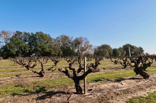 Vineyard with pruned grapevines in Lodi, California under a clear blue sky.