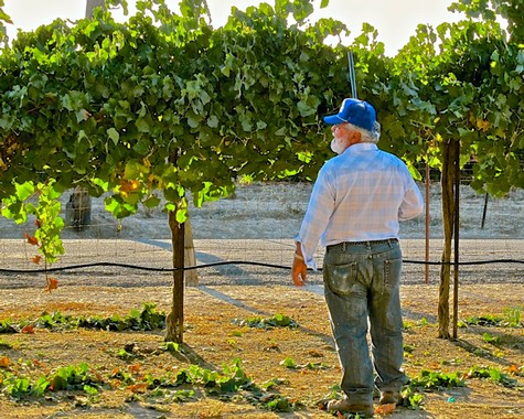 Vineyard worker inspecting grapevines in Lodi wine region, California, during daytime.
