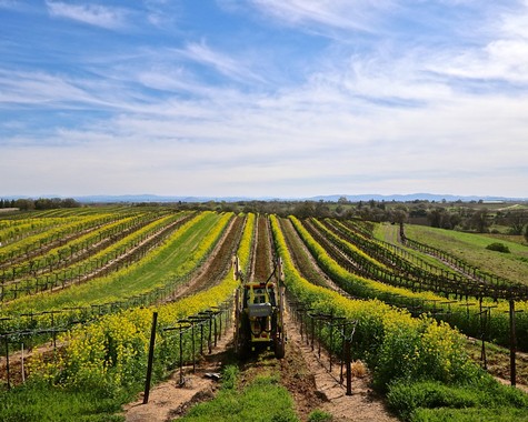 Vineyard landscape in Lodi with rows of grapevines and a tractor under a blue sky.