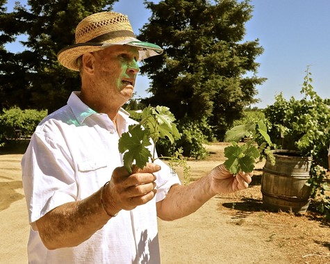 Lodi Winegrape grower examining grapevine leaves in a vineyard on a sunny day.