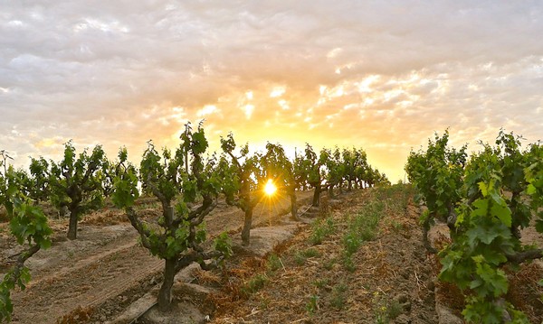 Vineyard rows in Lodi at sunset with sun shining through grapevines.