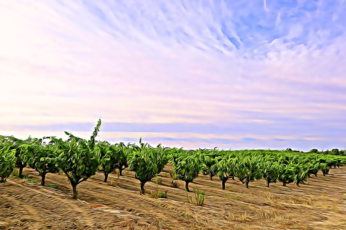 Lodi winegrape vineyard with lush green vines under a partly cloudy sky.
