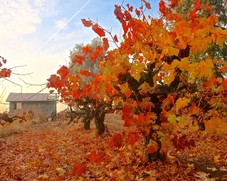 Autumn vineyard with vibrant orange and red grape leaves in Lodi, California, showcasing fall harvest scenery.
