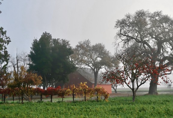 Vineyard with grapevines, trees, and a barn in Lodi, California during fall.