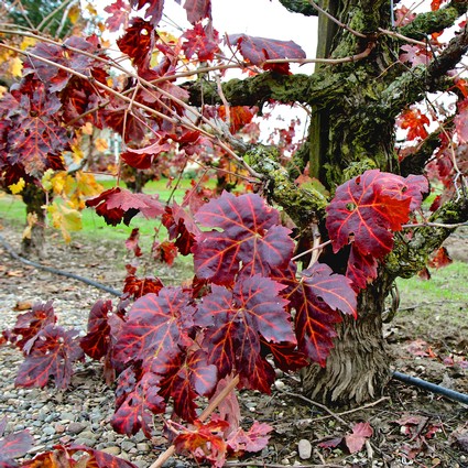 Close-up of red winegrape leaves on a vine in Lodi, California during fall.