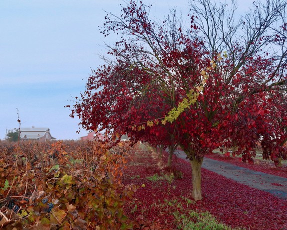 Vibrant red and yellow leaves on a tree in a Lodi winegrape vineyard during autumn.