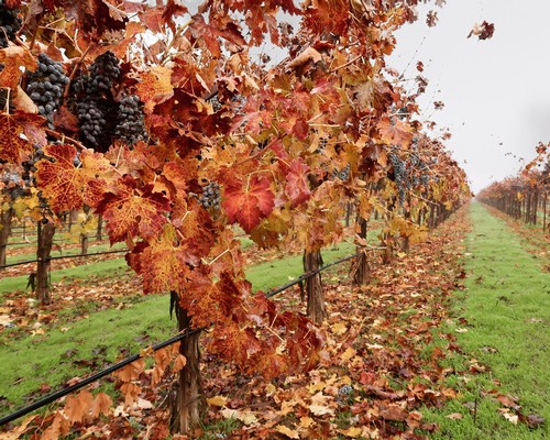 Autumn vineyard with grapevines and ripe dark grapes in Lodi, California.
