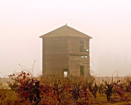 Old wooden watchtower in a foggy vineyard, representing Lodi wine region's history and tradition.