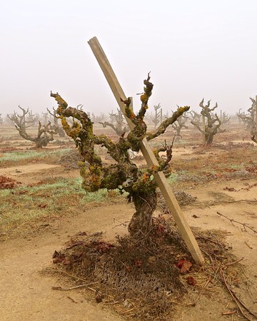 Gnarled grapevine in Lodi vineyard with a support stake and foggy background.
