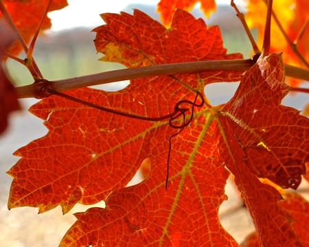Close-up of vibrant orange and red wine grapevine leaves in autumn, showcasing fall colors and grapevine details.