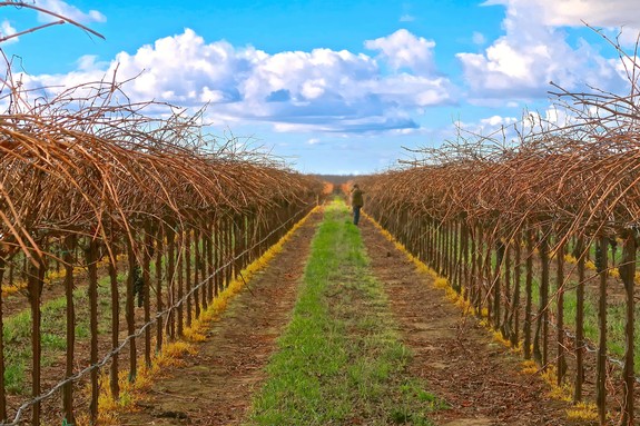 Vineyard rows in Lodi with grapevines and a person walking in the distance under a blue sky.