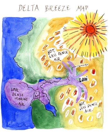 Colorful watercolor map of Delta Breeze with Lodi wine region, showing hot, less dense air and cool dense marine air.