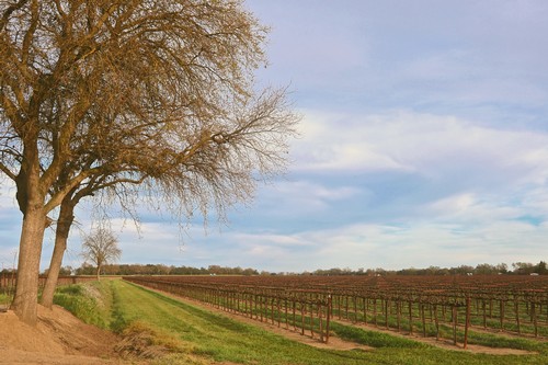 Scenic view of Lodi winegrape vineyard with a large tree and rows of grapevines under a blue sky.