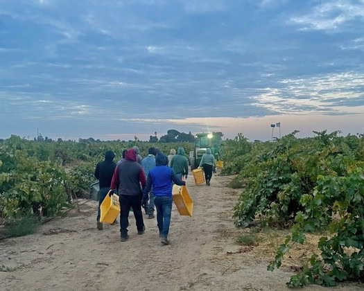 Group of workers harvesting wine grapes in Lodi vineyard at dawn.