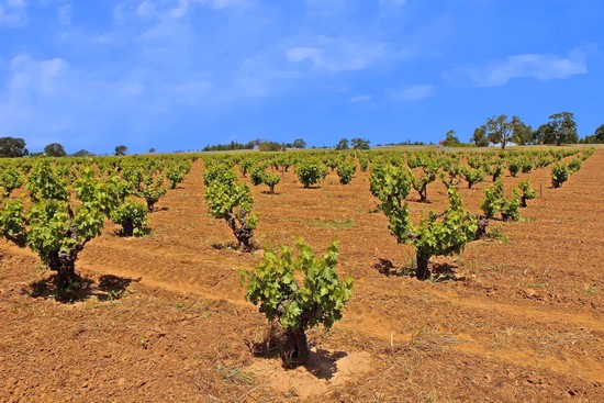 Vineyard in Lodi with rows of grapevines under a blue sky.