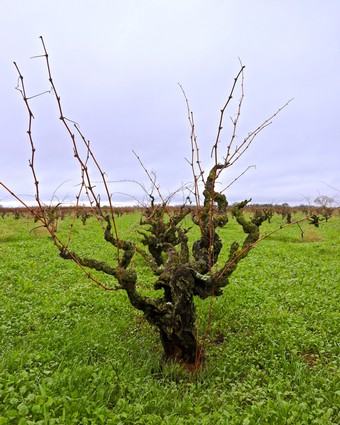Gnarled, leafless winegrape vine in a lush green vineyard during winter in Lodi, California.