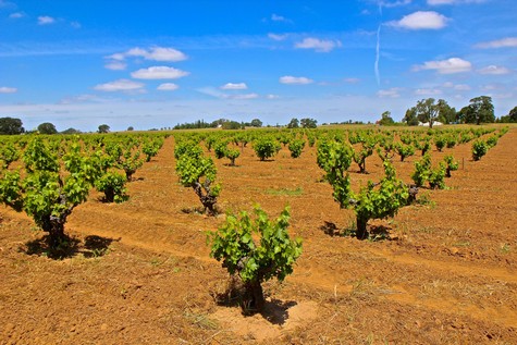Vineyard in Lodi with rows of grapevines under a blue sky with clouds.