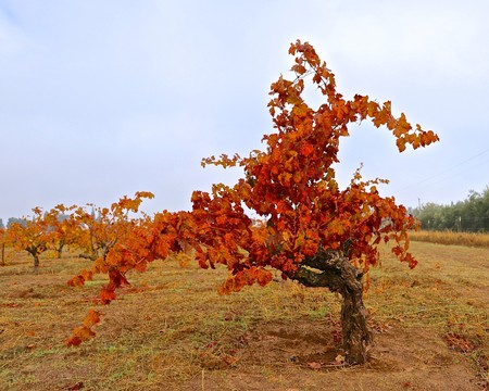 Autumn vineyard with vibrant orange and red grapevines in Lodi, California, showcasing fall harvest season.