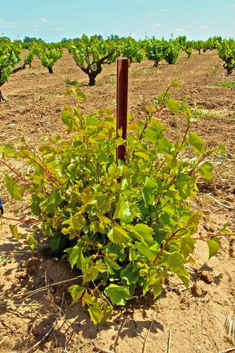 Young grapevine in Lodi vineyard with support stake and lush green leaves under sunny sky.